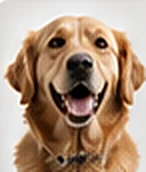 Bella, a golden retriever