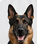 Charlie, a german shepherd
