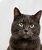 Milo, a domestic shorthair cat